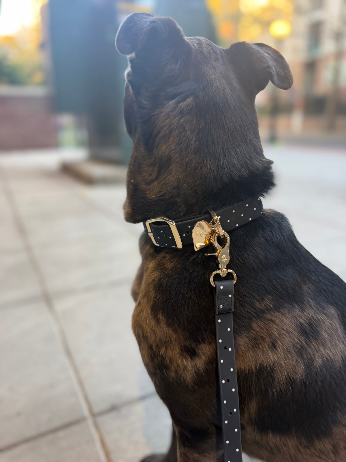 Collar
