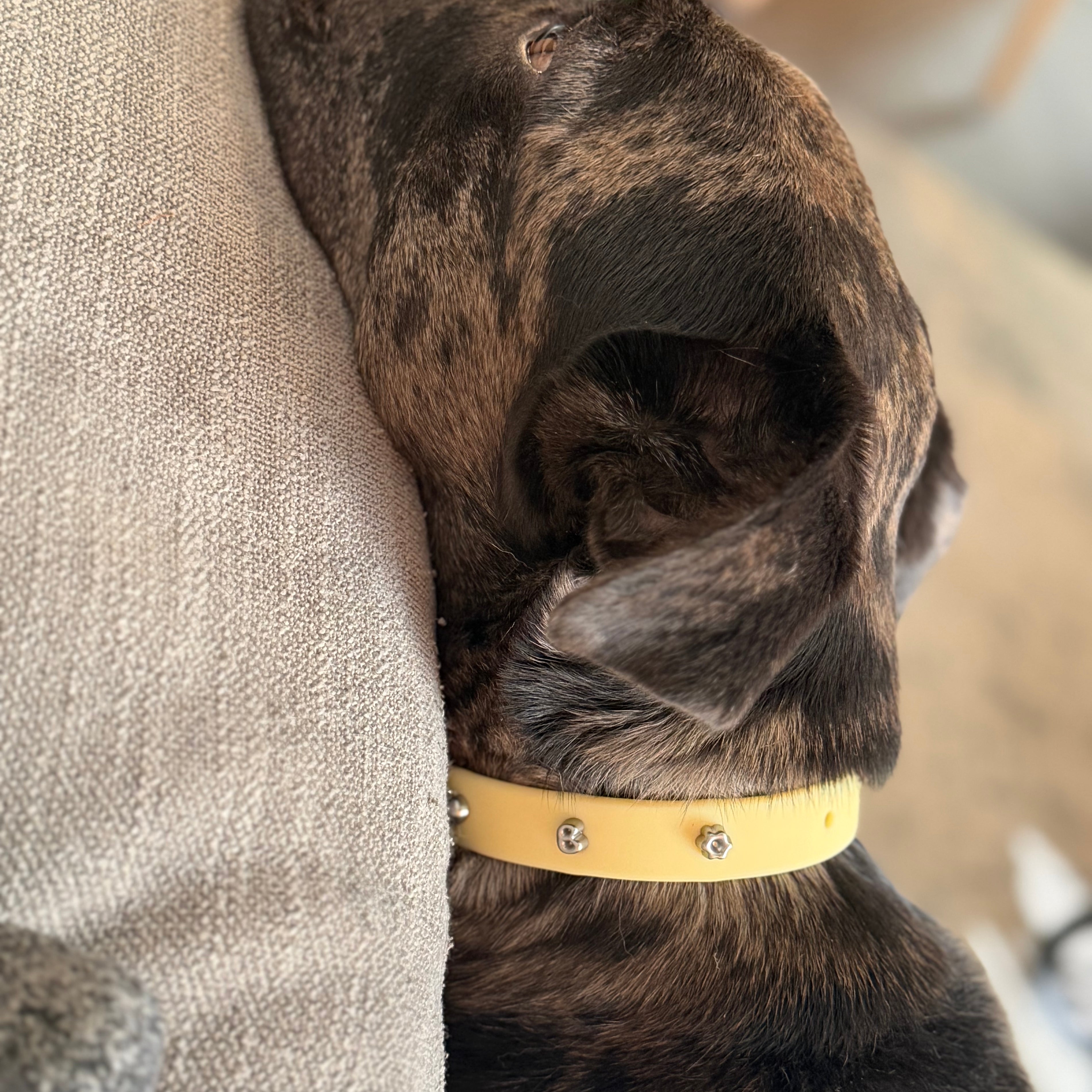 Collar