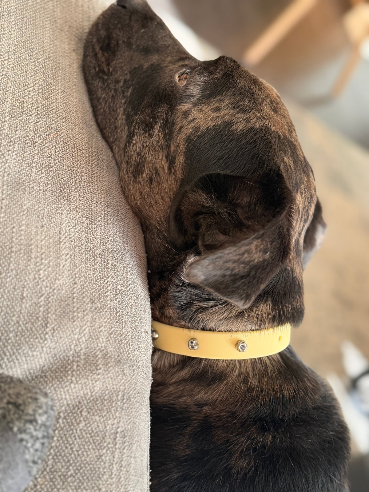 Collar